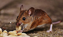 24 Hour & Emergency Exterminators in Belgium, WV